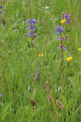 Penstemon procerus procerus