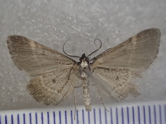 Dichromodes orthotis