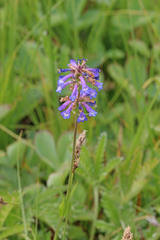 Penstemon procerus procerus