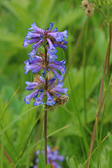 Penstemon procerus procerus