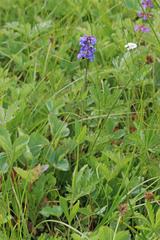 Penstemon procerus procerus