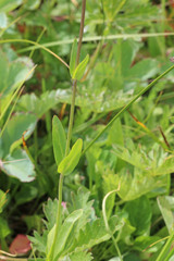 Penstemon procerus procerus