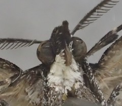 Dichromodes orthotis