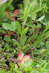 Penstemon procerus procerus