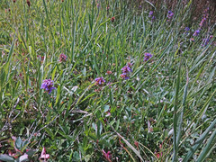 Penstemon procerus procerus