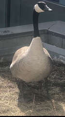 Branta canadensis