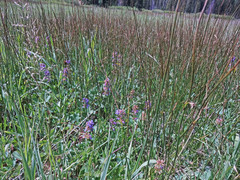 Penstemon procerus procerus