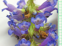 Penstemon procerus procerus