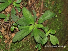 Staurogyne concinnula