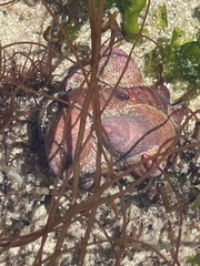 Crepidula norrisiarum