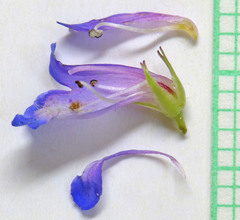 Penstemon procerus procerus