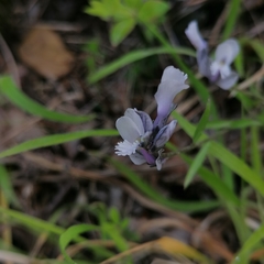 Polygala venulosa