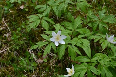 Anemonoides nemorosa
