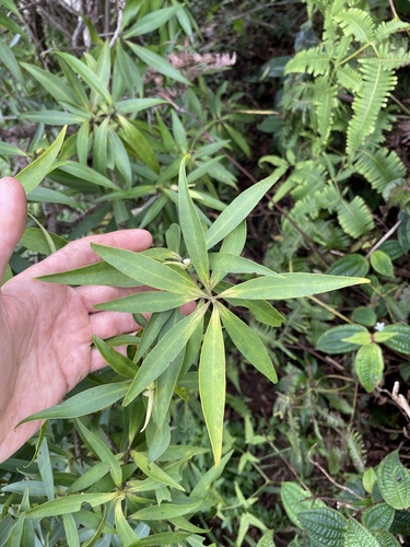 Myrsine fosbergii observed 2022-04-24