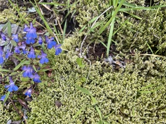 Plectritis congesta brachystemon