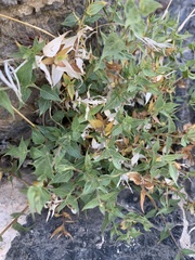 Brickellia atractyloides