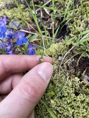 Plectritis congesta brachystemon