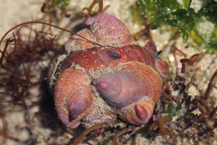 Crepidula norrisiarum