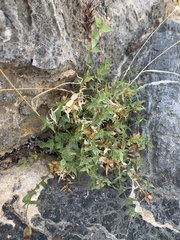 Brickellia atractyloides