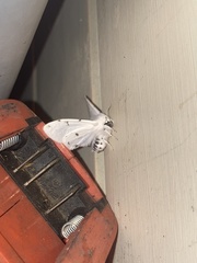 Spilosoma vestalis