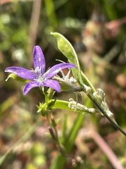 Triodanis perfoliata subsp. biflora image