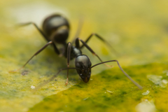 Leptomyrmex burwelli