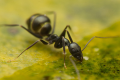 Leptomyrmex burwelli