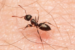 Notoncus ectatommoides