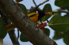 Oriolus xanthornus