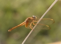 Crocothemis servilia