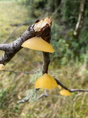 Aleurodiscus vitellinus