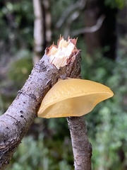 Aleurodiscus vitellinus