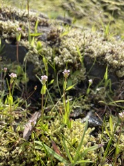 Plectritis congesta brachystemon