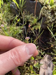 Plectritis congesta brachystemon
