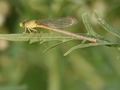 Ceriagrion coromandelianum
