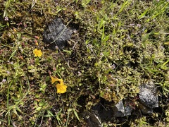 Plectritis congesta brachystemon