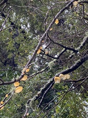 Aleurodiscus vitellinus