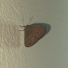 Hermeuptychia canthe