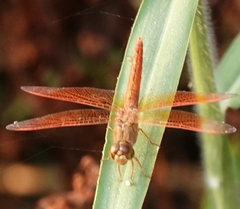 Brachythemis contaminata