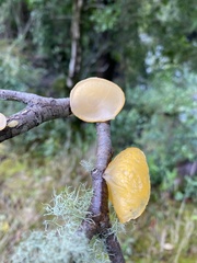 Aleurodiscus vitellinus