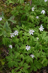 Anemonoides nemorosa