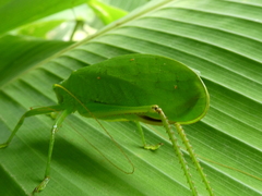 Lophaspis