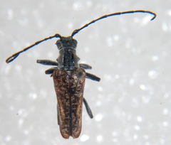 Anthophylax attenuatus