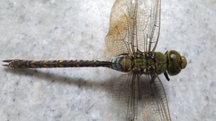 Anax indicus