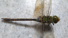 Anax indicus