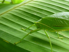 Lophaspis