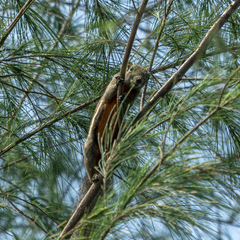 Callosciurus notatus