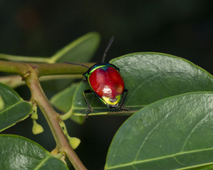 Chrysocoris eques