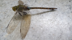 Anax indicus