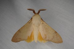 Entometa chlorosacca